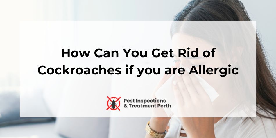 How Can You Get Rid of Cockroaches If you are Allergic to Perth Cockroaches