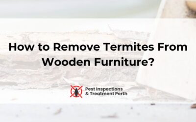 How to Remove Termites From Wooden Furniture?