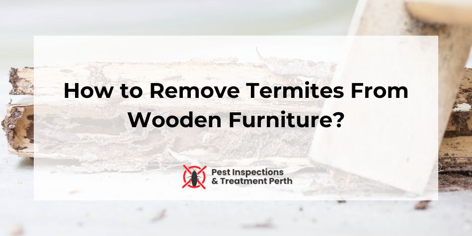 How to Remove Termites From Wooden Furniture in a Perth property with expensive furniture.