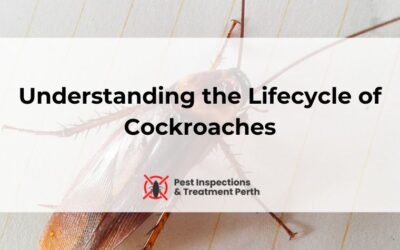 Understanding the Lifecycle of Cockroaches