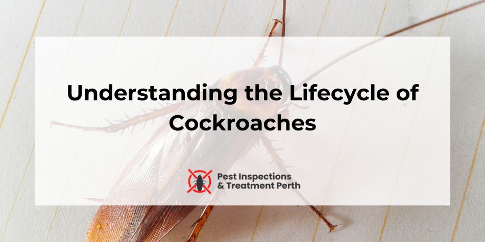 a picture about understanding the lifecycle of cockroaches in perth western australia in order to help control these pests.