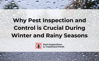 Why Pest Inspection and Control is Crucial During Winter and Rainy Seasons