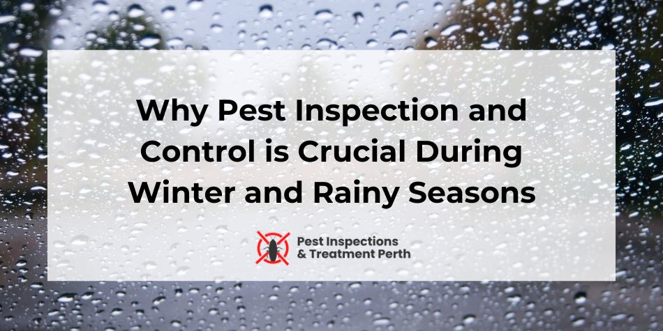 Why Pest Inspection and Control is Crucial During Winter and Rainy Seasons