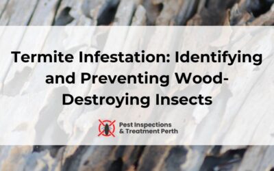 Termite Infestation: Identifying and Preventing Wood-Destroying Insects