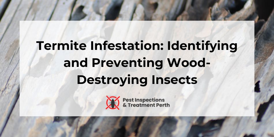 Termite Infestation: Identifying and Preventing Wood-Destroying Insects in Perth, Western Australian properties.