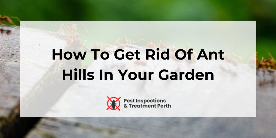 How To Get Rid Of Ant Hills In Your Garden