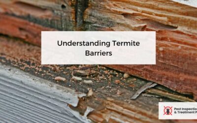 Understanding Termite Barriers: Benefits, Options, and Importance