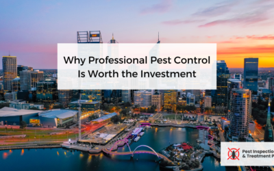 Why Professional Pest Control Is Worth the Investment