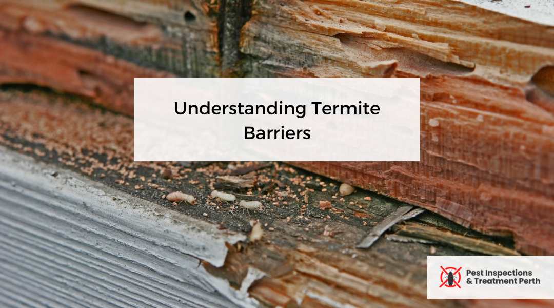 Understanding Termite Barriers Article Header Image